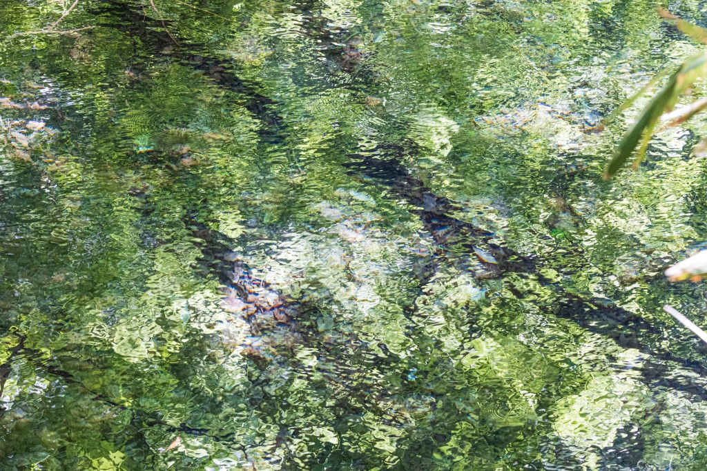 池面の楽しみ　Ⅱ