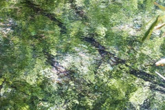 池面の楽しみ　Ⅱ