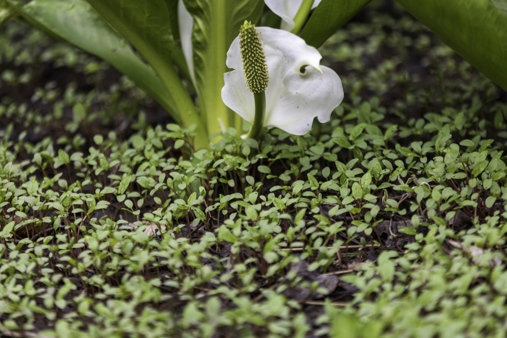 山の水芭蕉