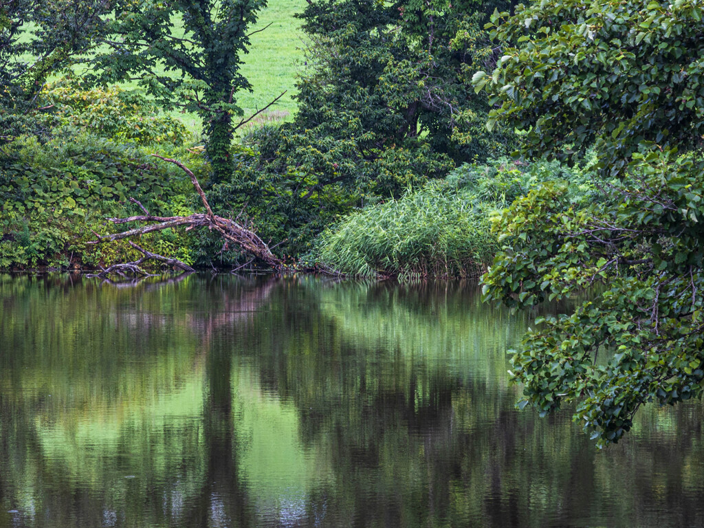 pond
