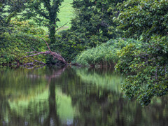 pond