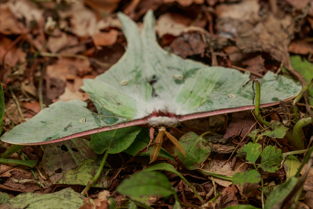オナガミズアオ
