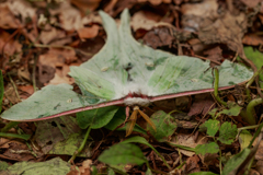 オナガミズアオ