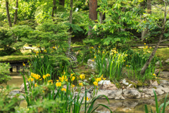 初夏の庭