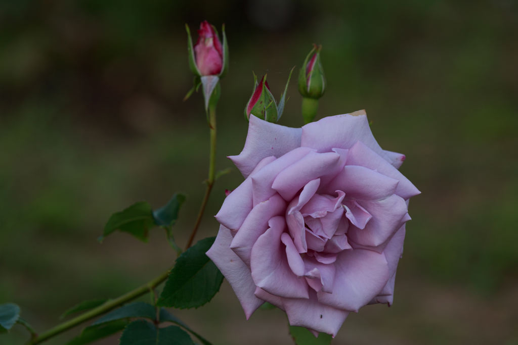 クッパーケニギン