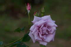 クッパーケニギン