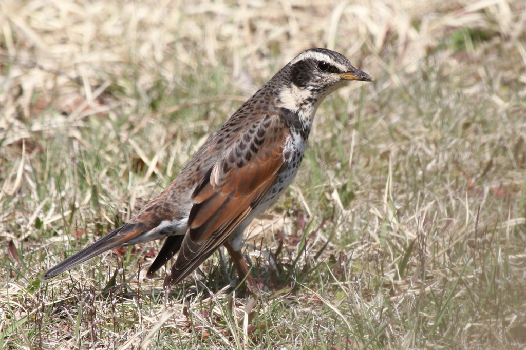 つぐみ　さん？
