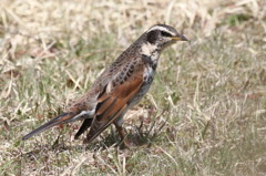 つぐみ　さん？