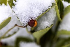 雪中