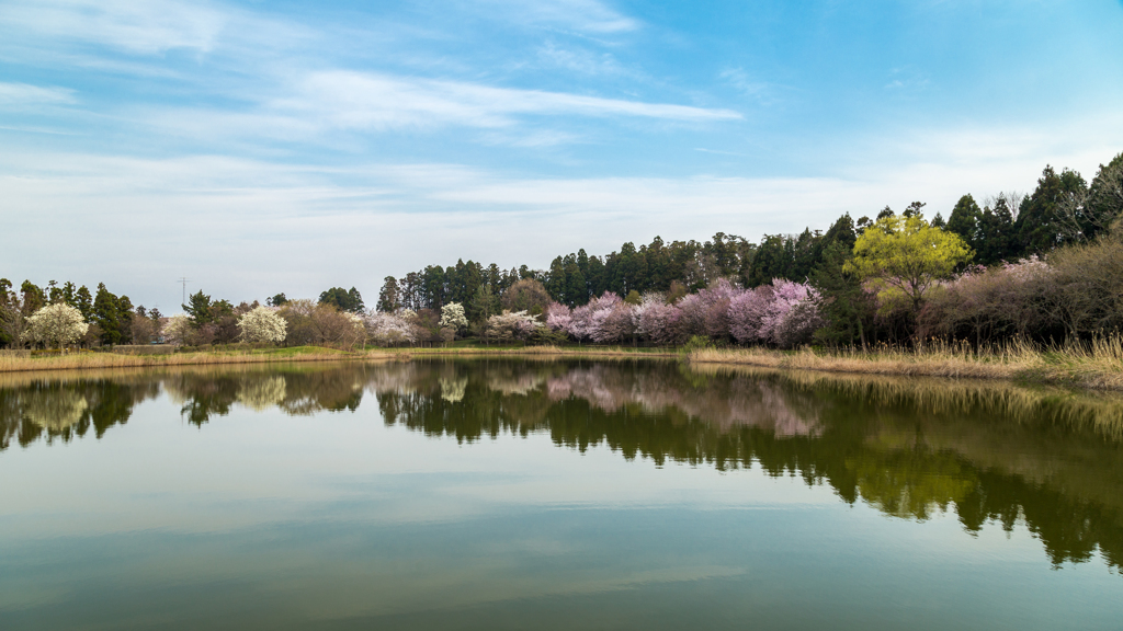 池塘の春