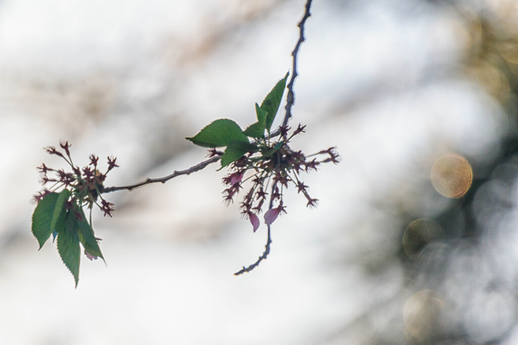 葉桜　Ⅱ
