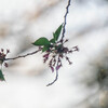 葉桜　Ⅱ
