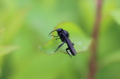 BLACK！