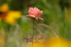 我が家の薔薇