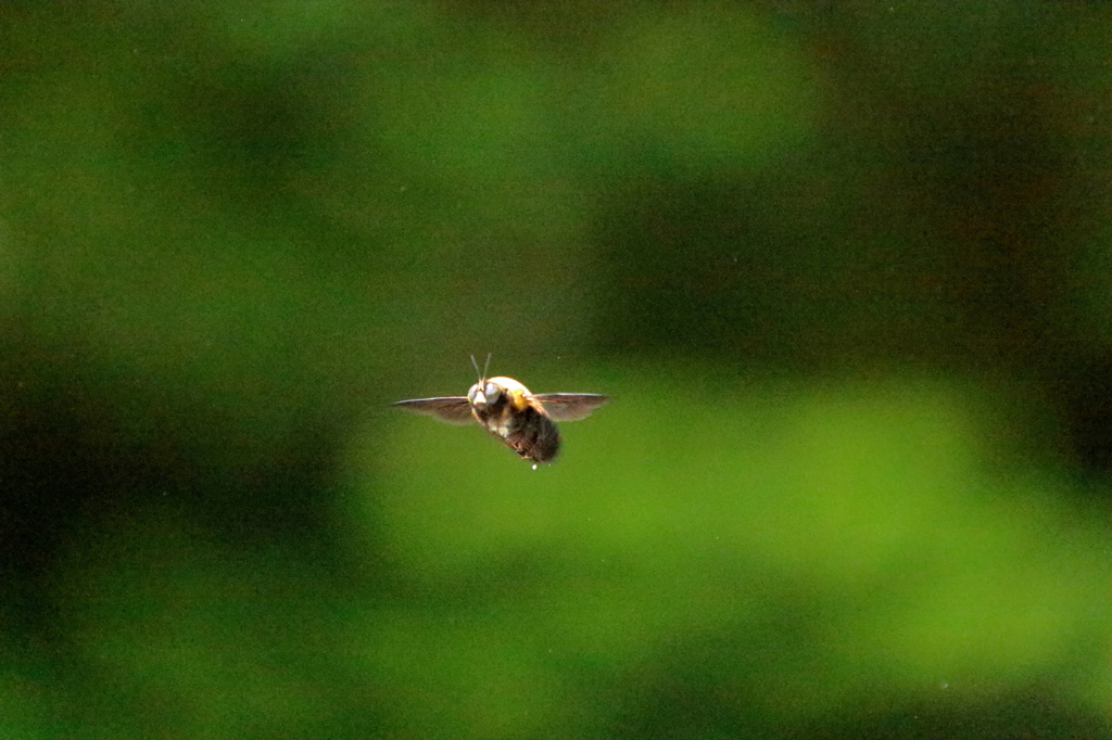 熊蜂の飛行　１