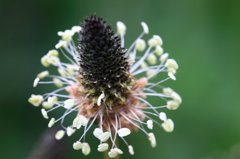 野の花