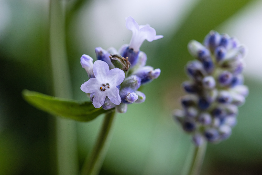 ラベンダーの花