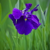 花菖蒲　Ⅱ