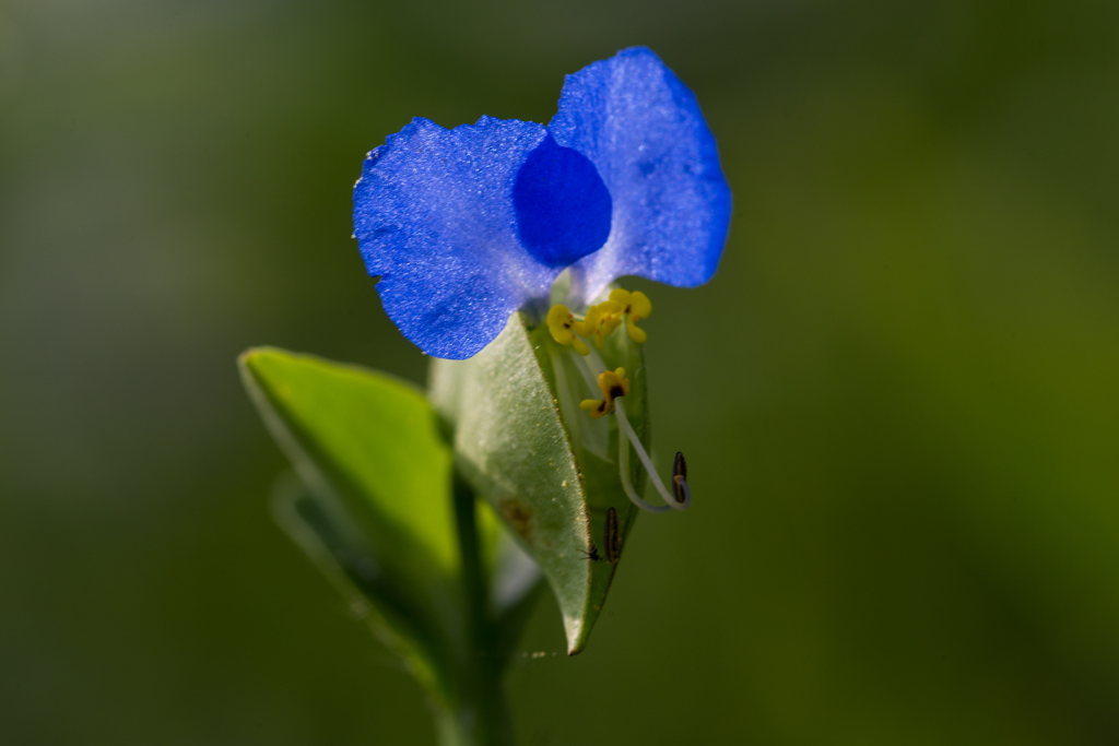 川端の露草