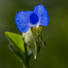 川端の露草