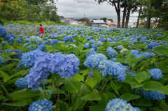 海とあじさい