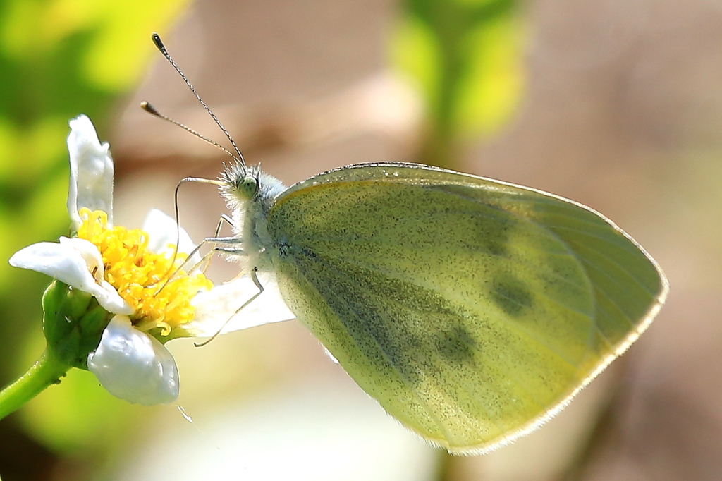ヒメシロチョウ