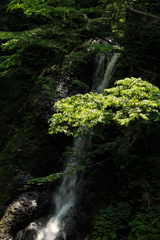 峨瓏の滝　緑陰