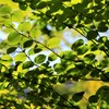 初夏の森　