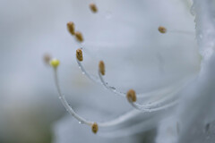 雨に打たれて