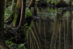 牛渡川の樹影　