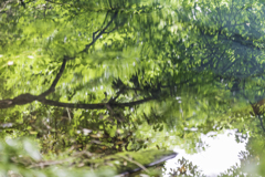 丸池様　Ⅳ
