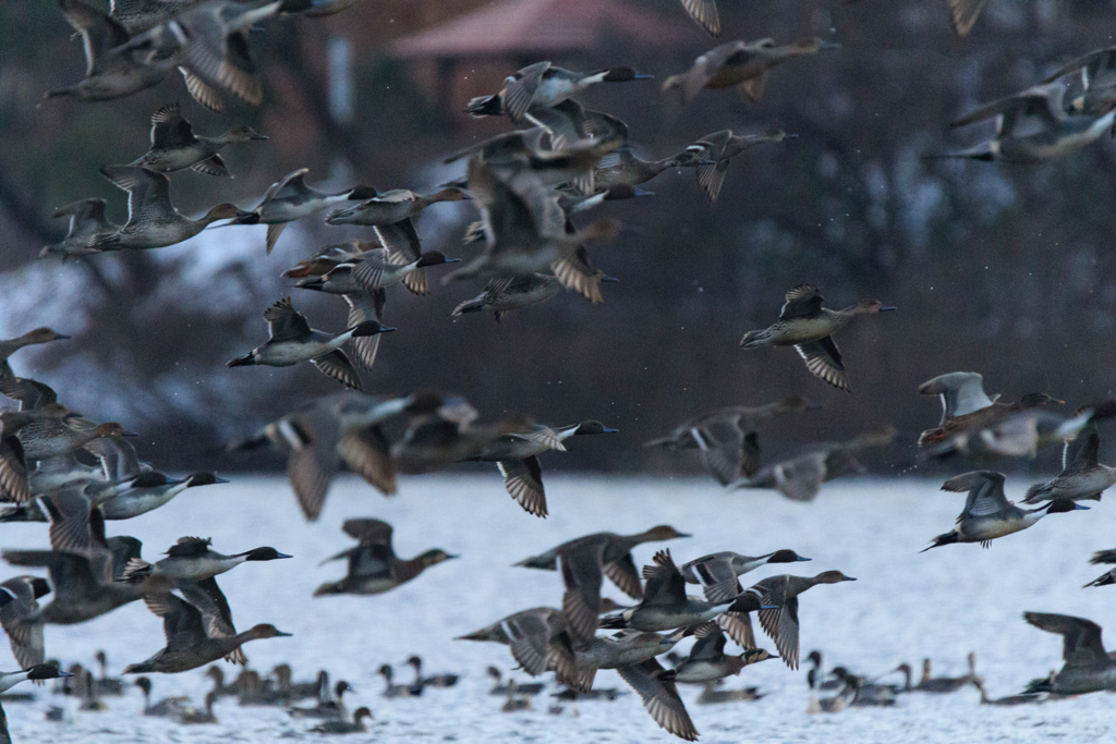 カモ　１／２０００秒