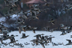 カモ　１／２０００秒