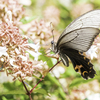 butterfly　Ⅰ