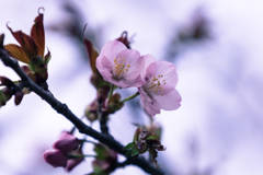 サクラ咲きました　Ⅰ