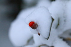 紅一点