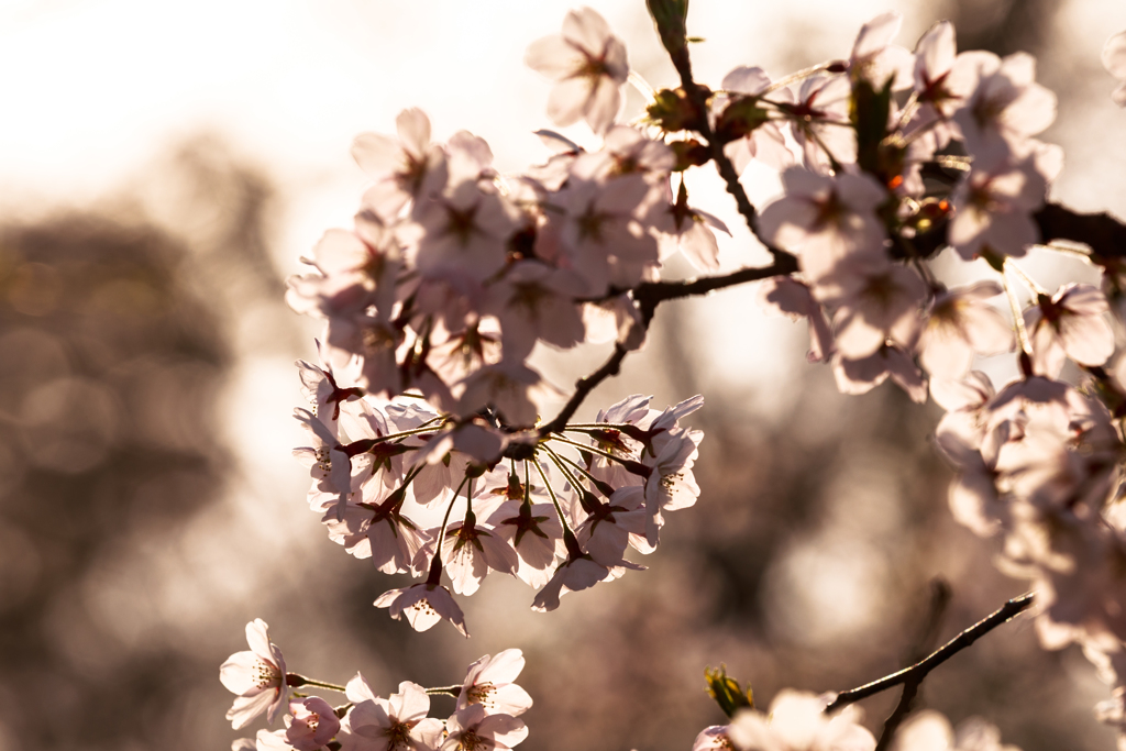 夕陽桜