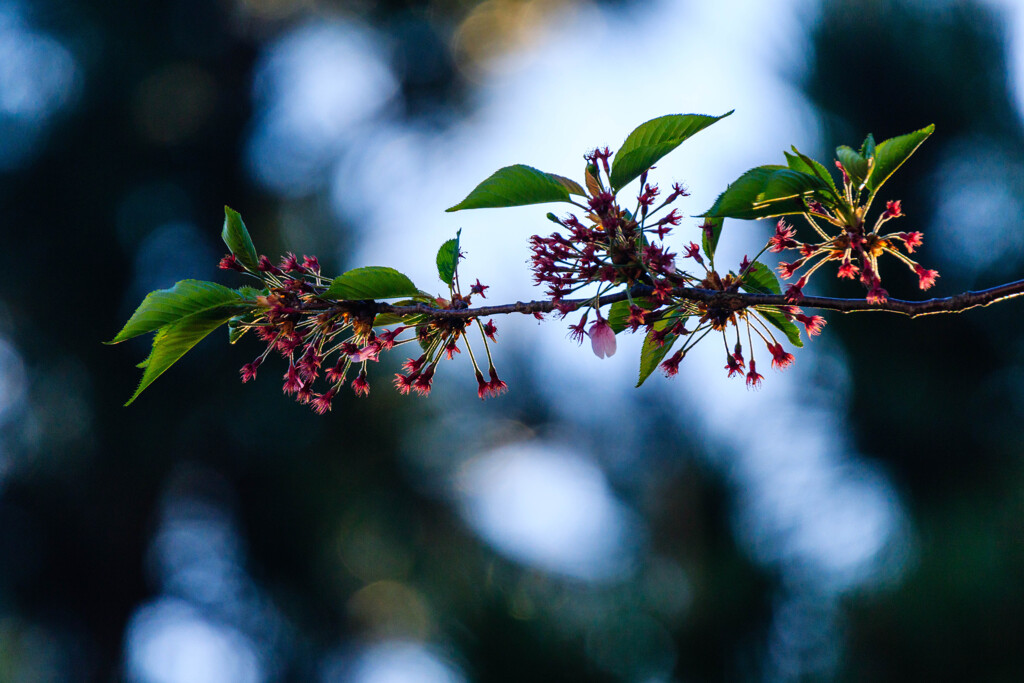 葉桜　Ⅰ