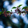 葉桜　Ⅰ