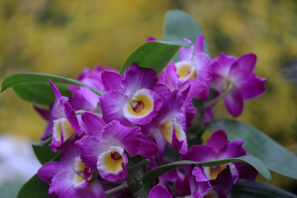 デンドロビウム