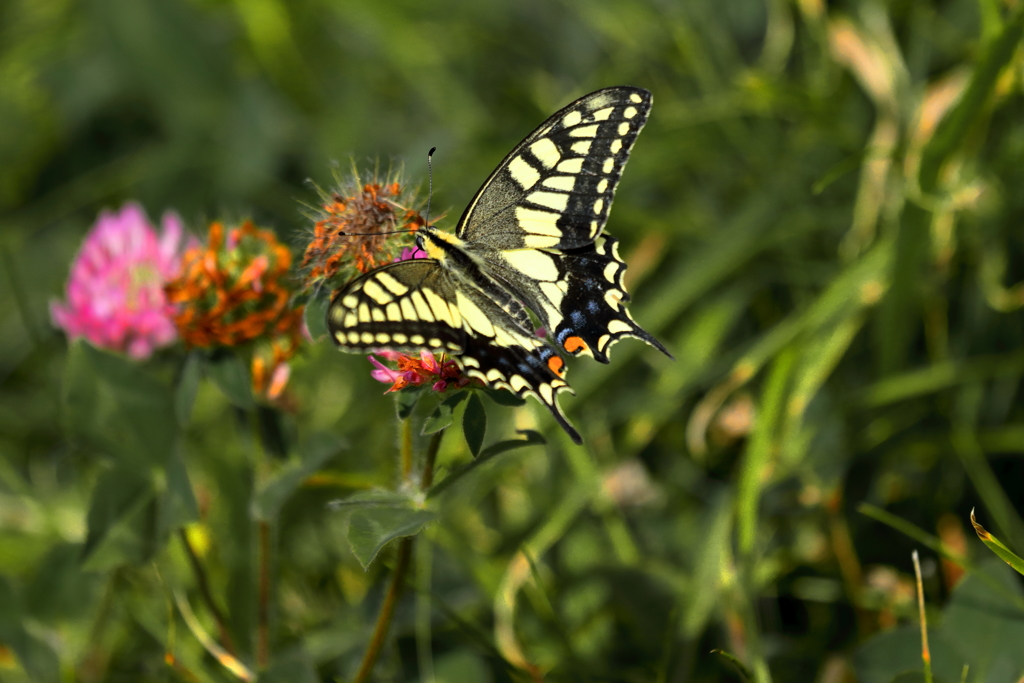 胸いっぱいの愛