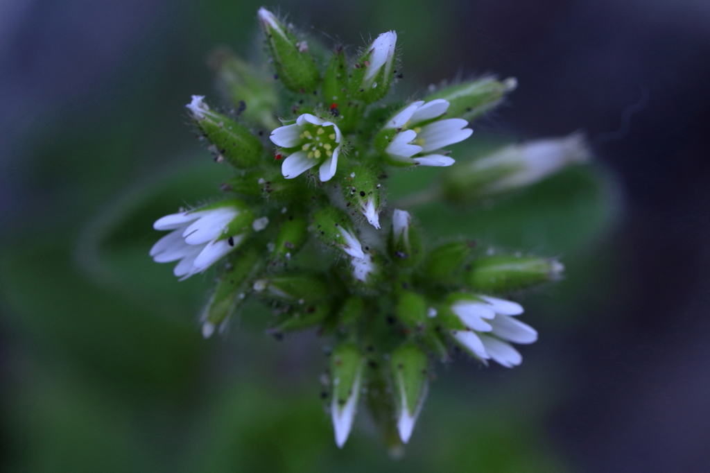オランダミミナグサ