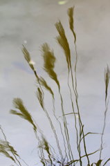 ゆらりと重き・・・