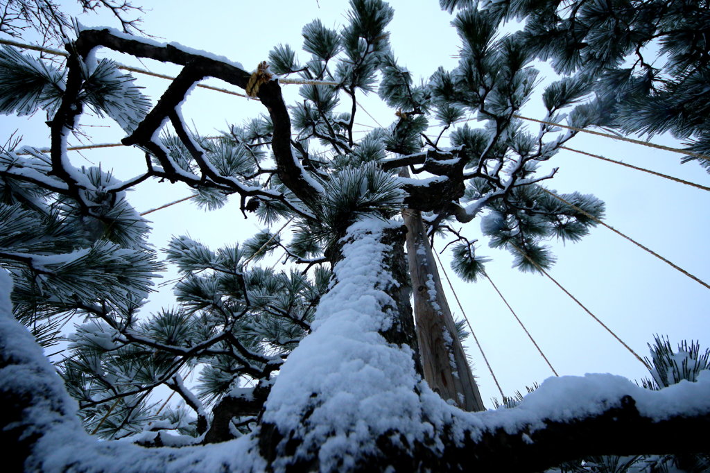 雪吊り