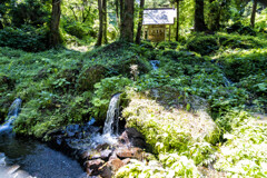 滝の頭湧水源