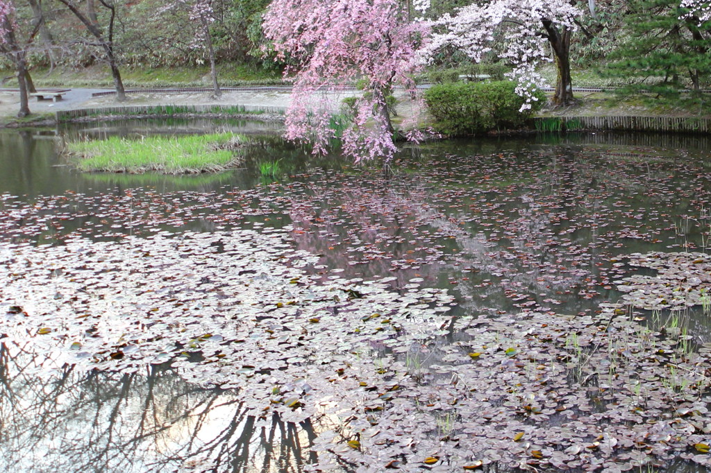 睡蓮と桜