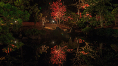 水心苑　夜紅葉