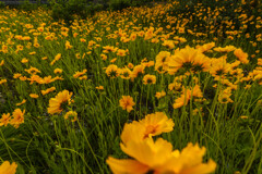 オオキンケイギク