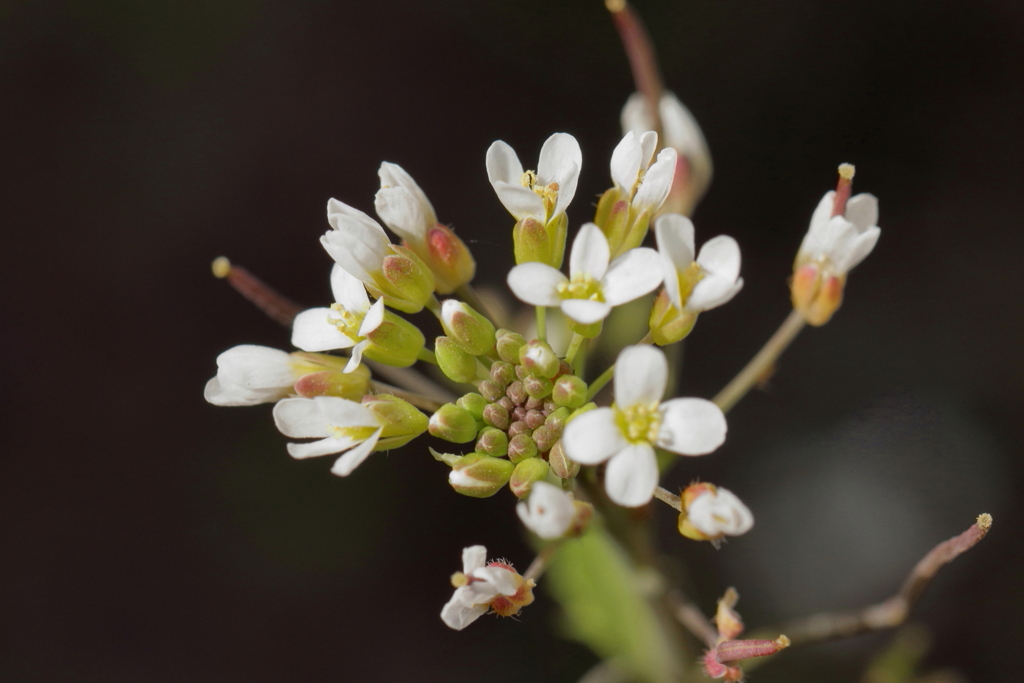 ミチタネツケバナ