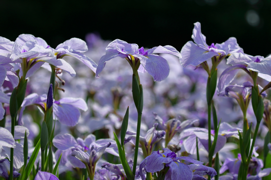 花菖蒲４